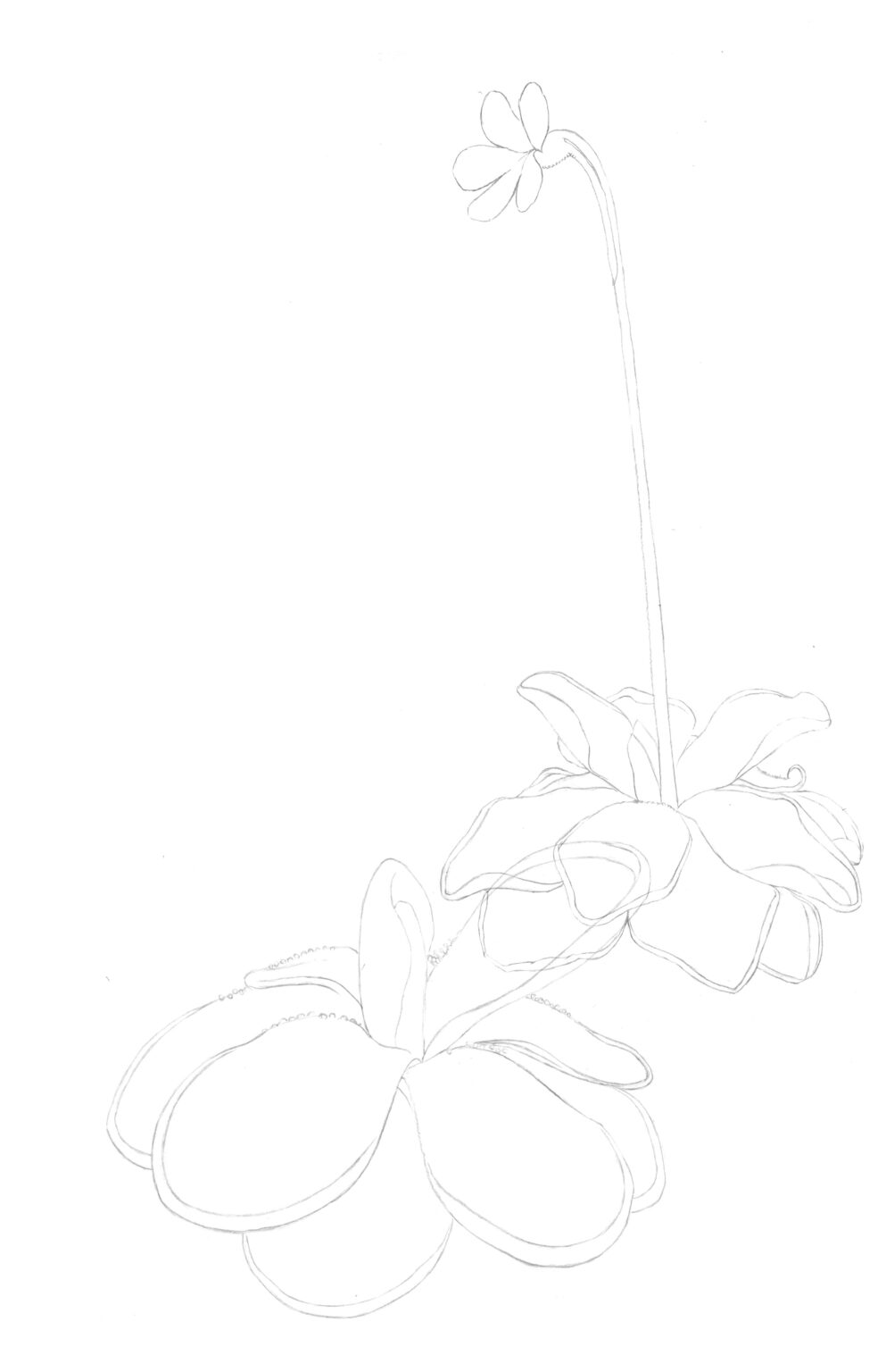 Final Sketch
