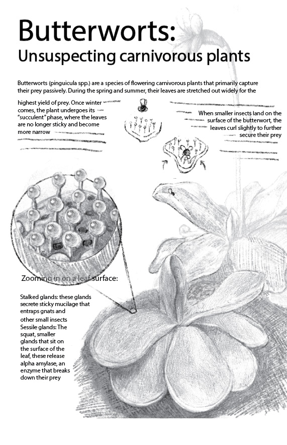 Rough sketch and layout